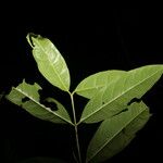 Phaleria capitata Leaf