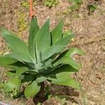 Agave attenuata葉