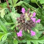 Clinopodium vulgareফুল