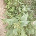 Amaranthus retroflexusഇല