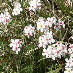 Androsace villosa Fleur