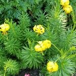 Lilium pyrenaicum Fulla