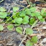 Lysimachia nummularia Leaf