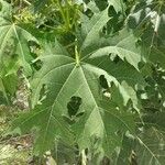 Cnidoscolus aconitifolius Blatt