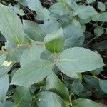 Gaultheria shallon Leaf