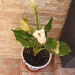 Zantedeschia aethiopicaBlodyn