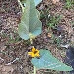 Cucurbita foetidissima Blad