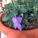 Campanula carpatica Blüte