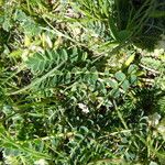 Astragalus depressus Foglia