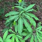 Arisaema dracontium Blatt