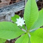 Lysimachia borealisBloem