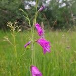Gladiolus palustris Flor