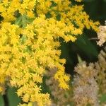 Solidago canadensisFlower