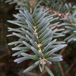 Abies recurvata 叶