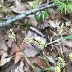 Carex divisa Blomma
