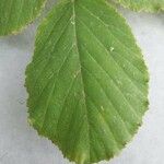 Rubus macrophyllus Blad