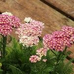 Achillea distans Flor