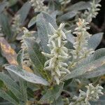 Salix glauca Fruto