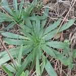 Plantago serraria Foglia