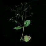 Debia ovatifolia Plante entière