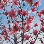 Magnolia x soulangeana Άλλα