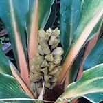 Chlorophytum orchidastrum Fruit