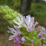 Coris monspeliensis Blomma