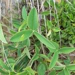 Trifolium montanum Leaf