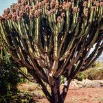 Euphorbia ingens Vivejo