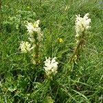 Pedicularis comosa Hábito