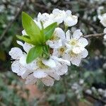 Prunus salicina Blüte