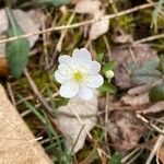 Thalictrum thalictroides