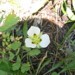 Calochortus leichtlinii Flower