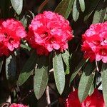 Rhododendron delavayi Çiçek