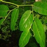 Piper arboreum Leaf