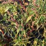 Persicaria minor Blomma