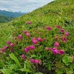 Rhododendron camtschaticum Çiçek