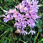 Colchicum autumnale Plante entière