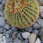 Echinocactus grusonii Frunză