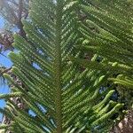 Araucaria columnarisΦύλλο