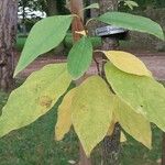 Halesia carolina Blad