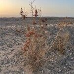 Salsola divaricata Libunga