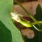 Coccinia grandis Fruit