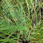 Peucedanum palustre Leaf