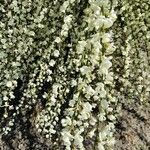 Cytisus multiflorus Flower