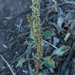 Amaranthus palmeri অভ্যাস