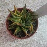 Haworthia limifolia Leaf