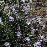 Polemonium pulcherrimum Агульны выгляд