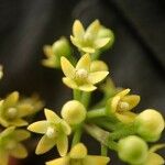 Gongronemopsis latifolia Blüte