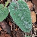 Hieracium glaucinum برگ